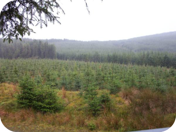 Forestry UK Sitka Spruce Recent planting