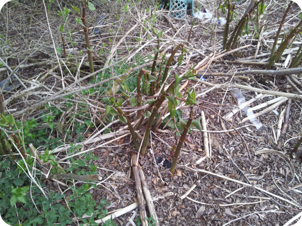 Japanese knotweed - GIS solutions