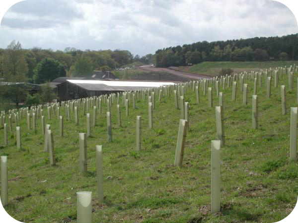 New Tree Planting in tree shelters - GIS Solutions