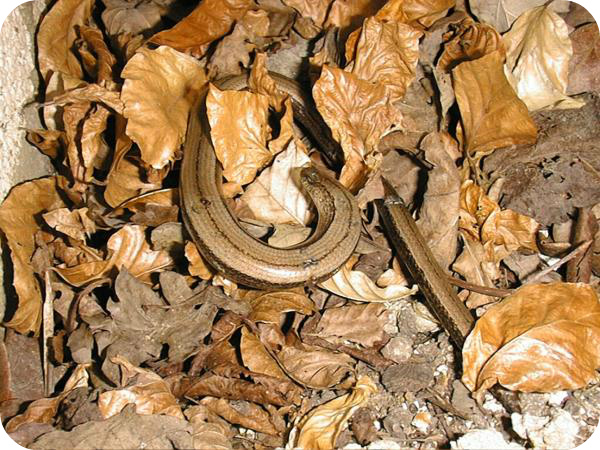 Slow worm photo - GIS solutions