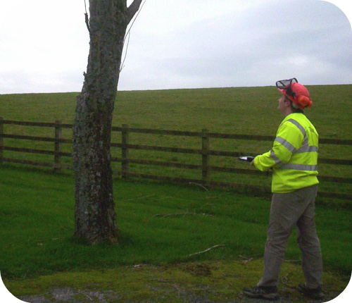 Tree survey photo, tree surveying, tree survey uk, Arboricultural Services